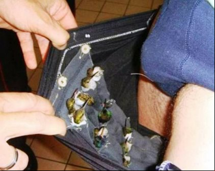 Homem é preso com doze beija-flores na cueca