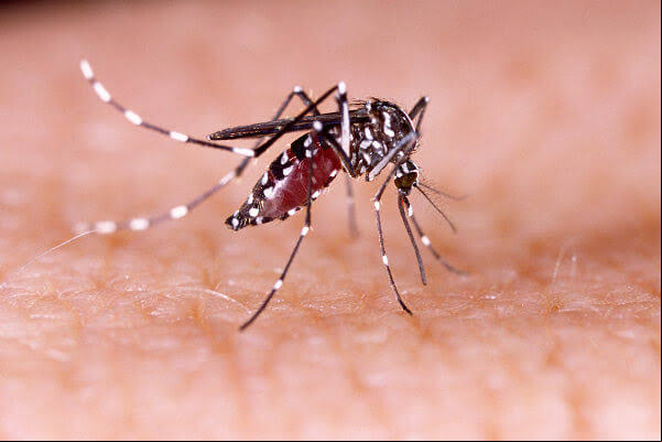 Caculé confirma primeira morte por dengue no município
