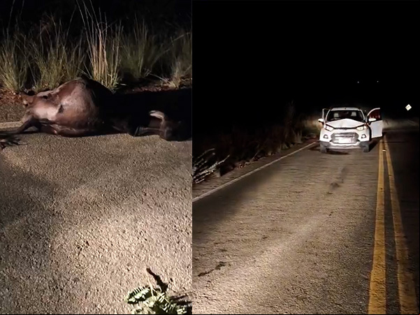 Animal na pista provoca acidente na Ba-623, trecho entre Maetinga e Vila Mariana